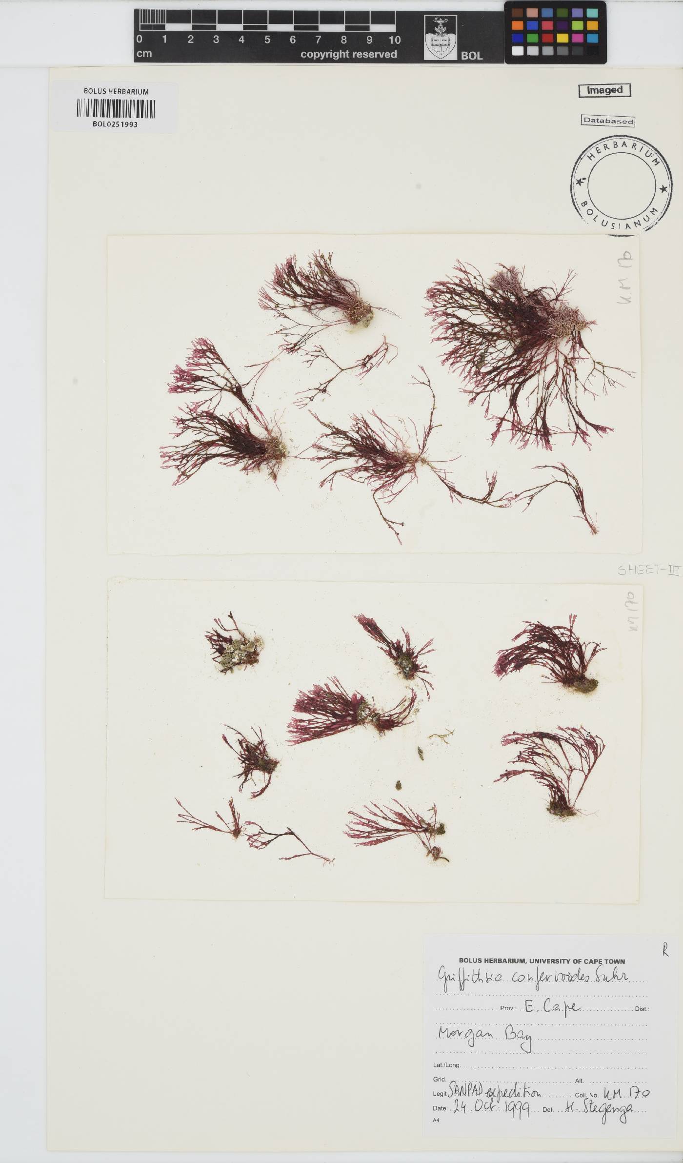 Griffithsia image