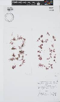Griffithsia confervoides image