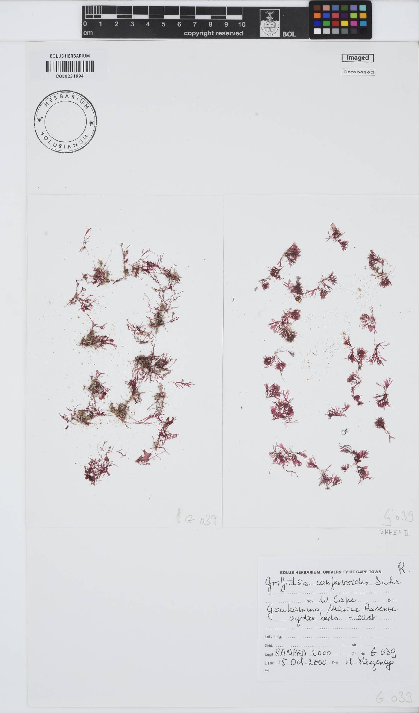 Griffithsia confervoides image