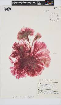 Anotrichium furcellatum image
