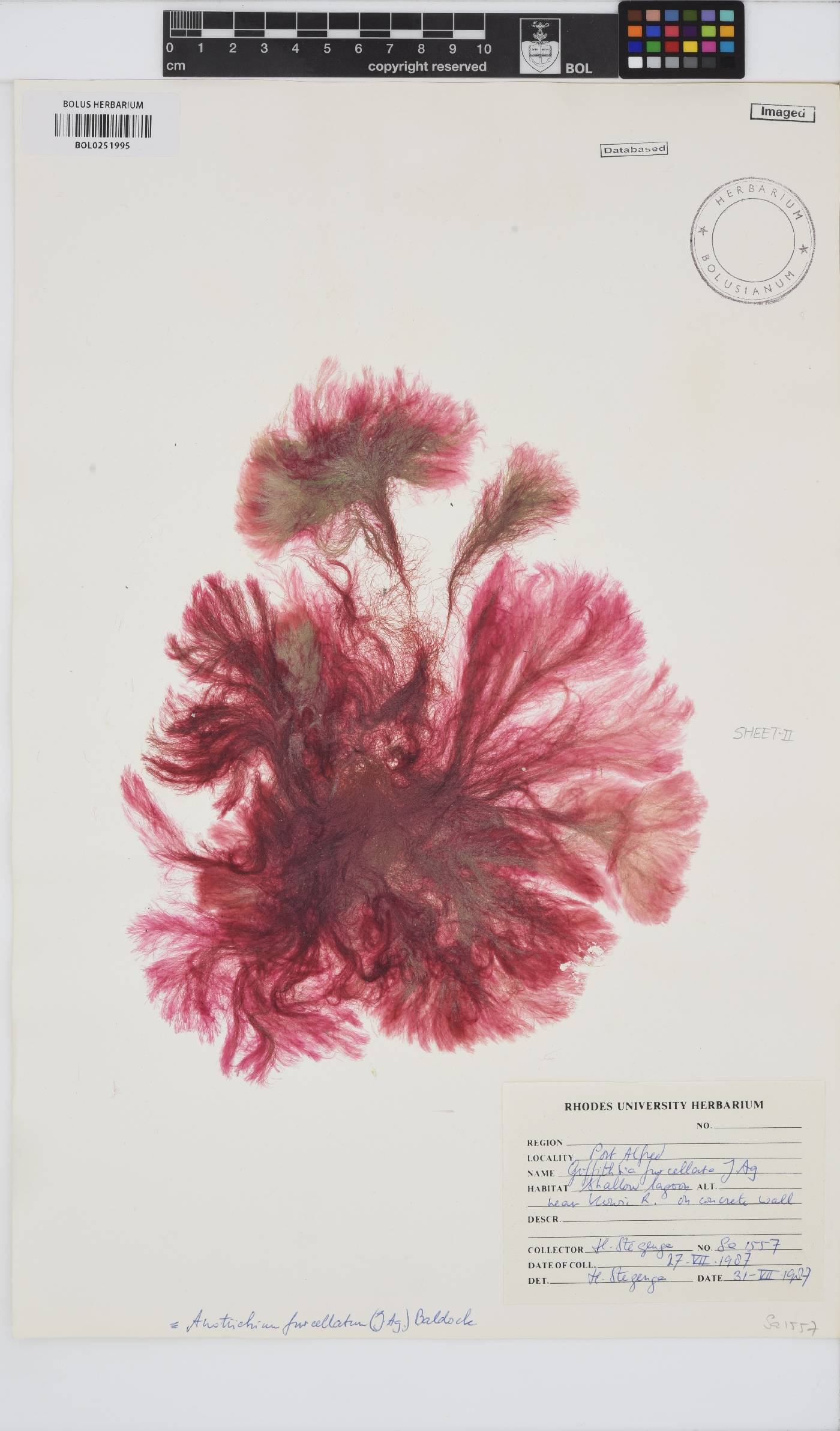 Anotrichium furcellatum image