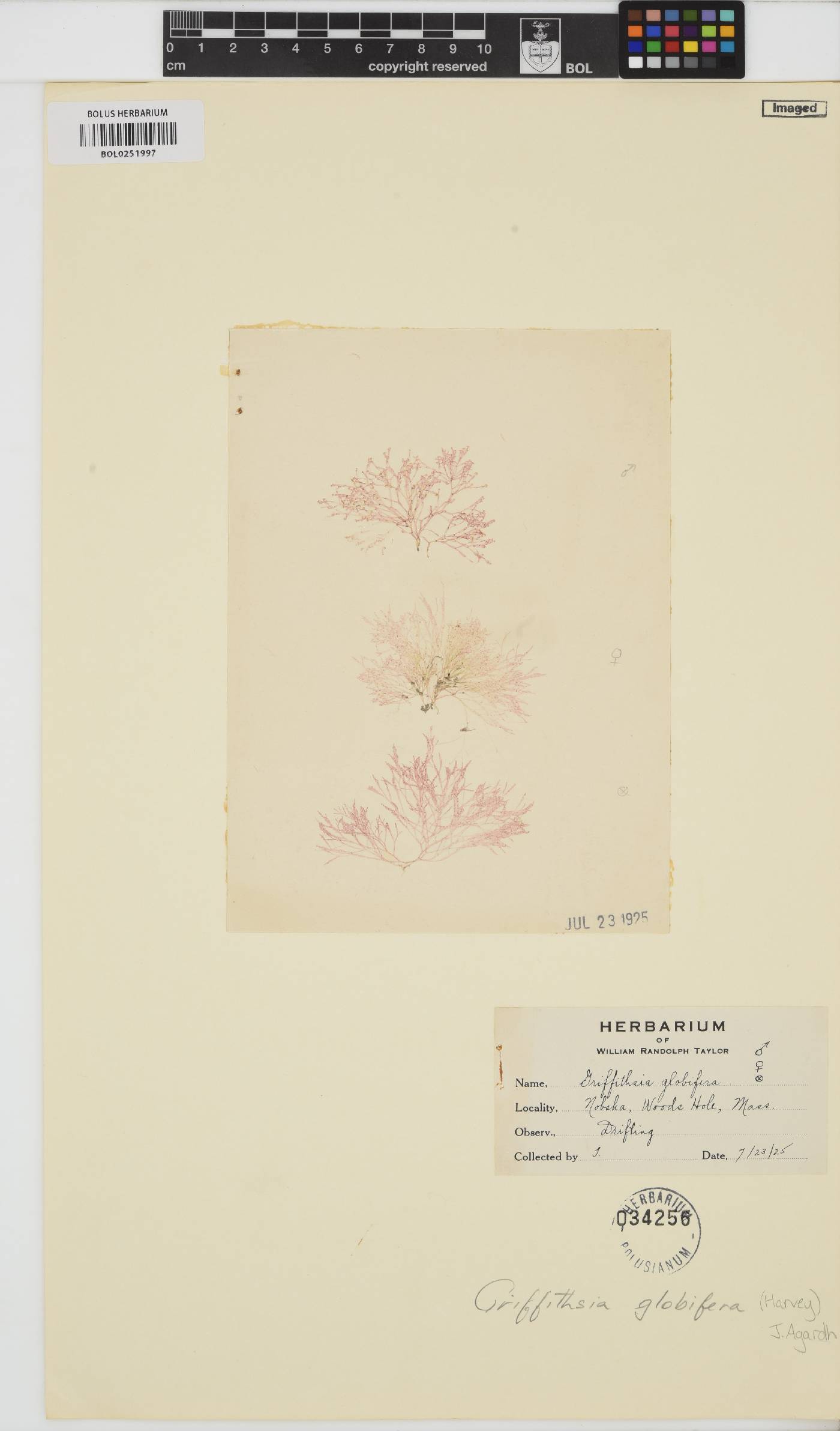 Griffithsia globulifera image