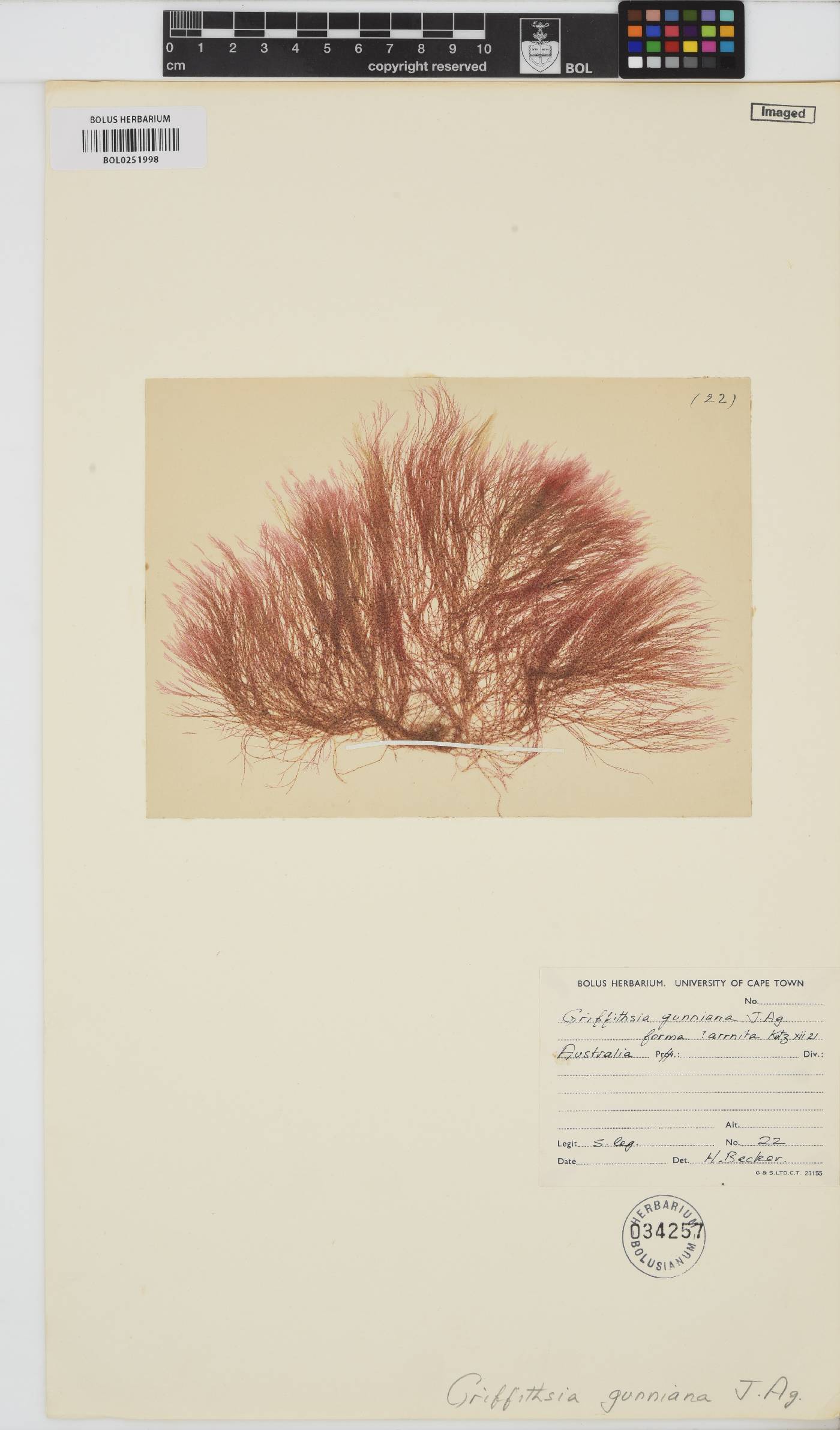 Griffithsia gunniana image