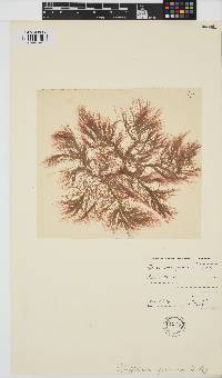 Griffithsia gunniana image