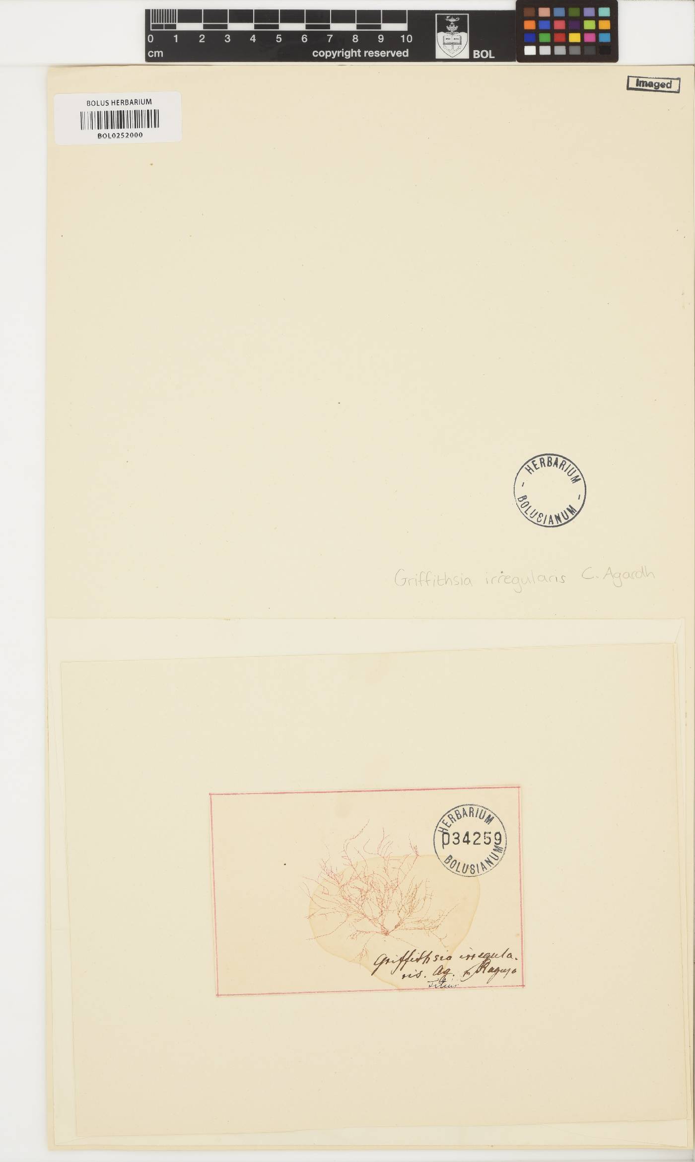 Halurus flosculosus var. irregularis image