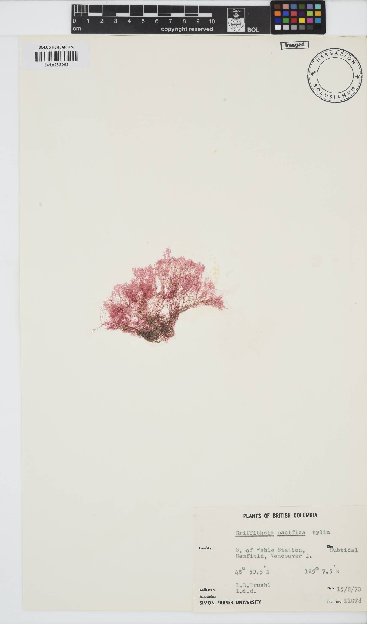 Griffithsia pacifica image