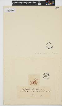 Griffithsia schousboei image