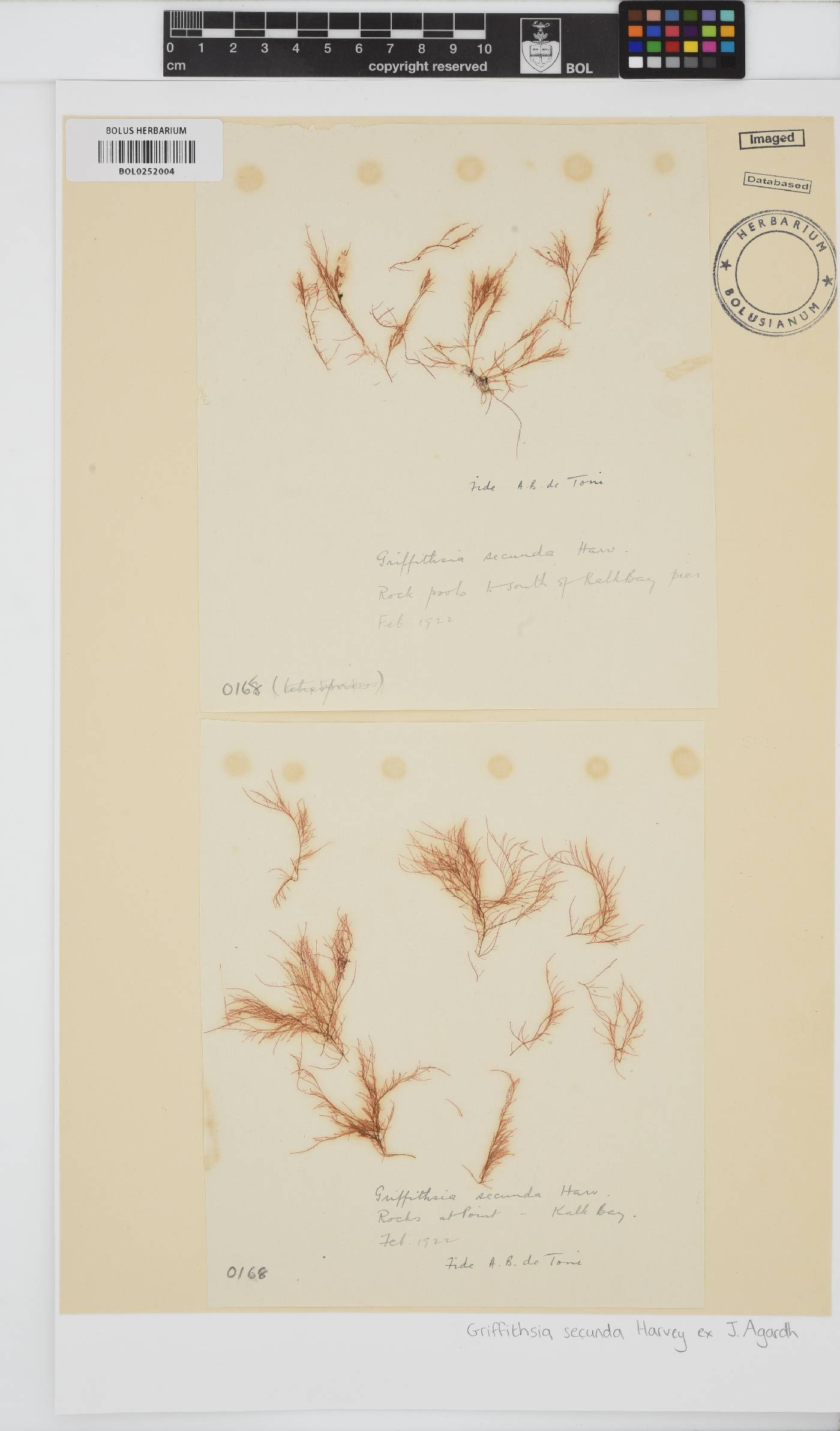 Anotrichium secundum image