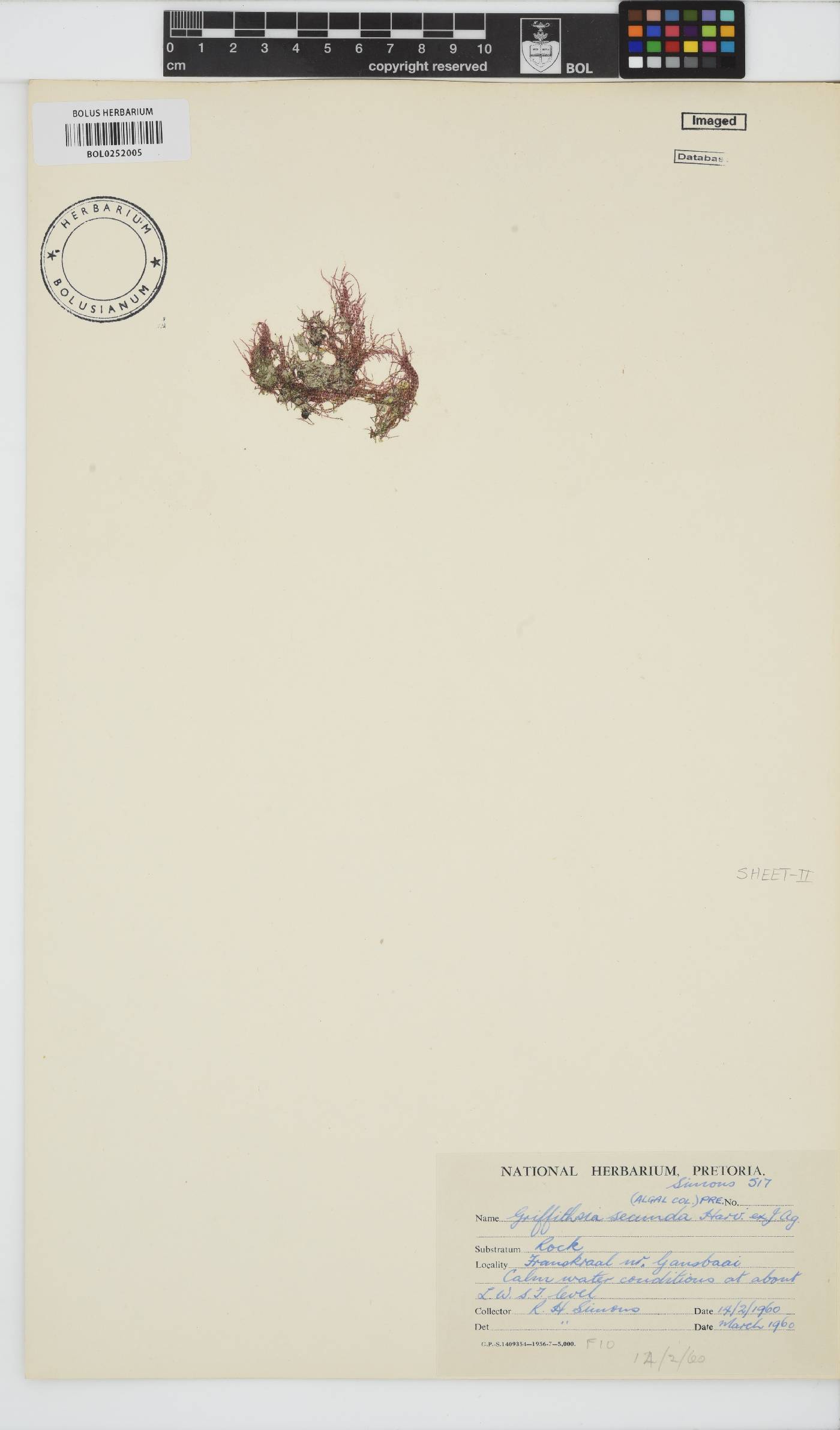 Anotrichium secundum image