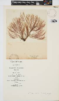 Halurus flosculosus image