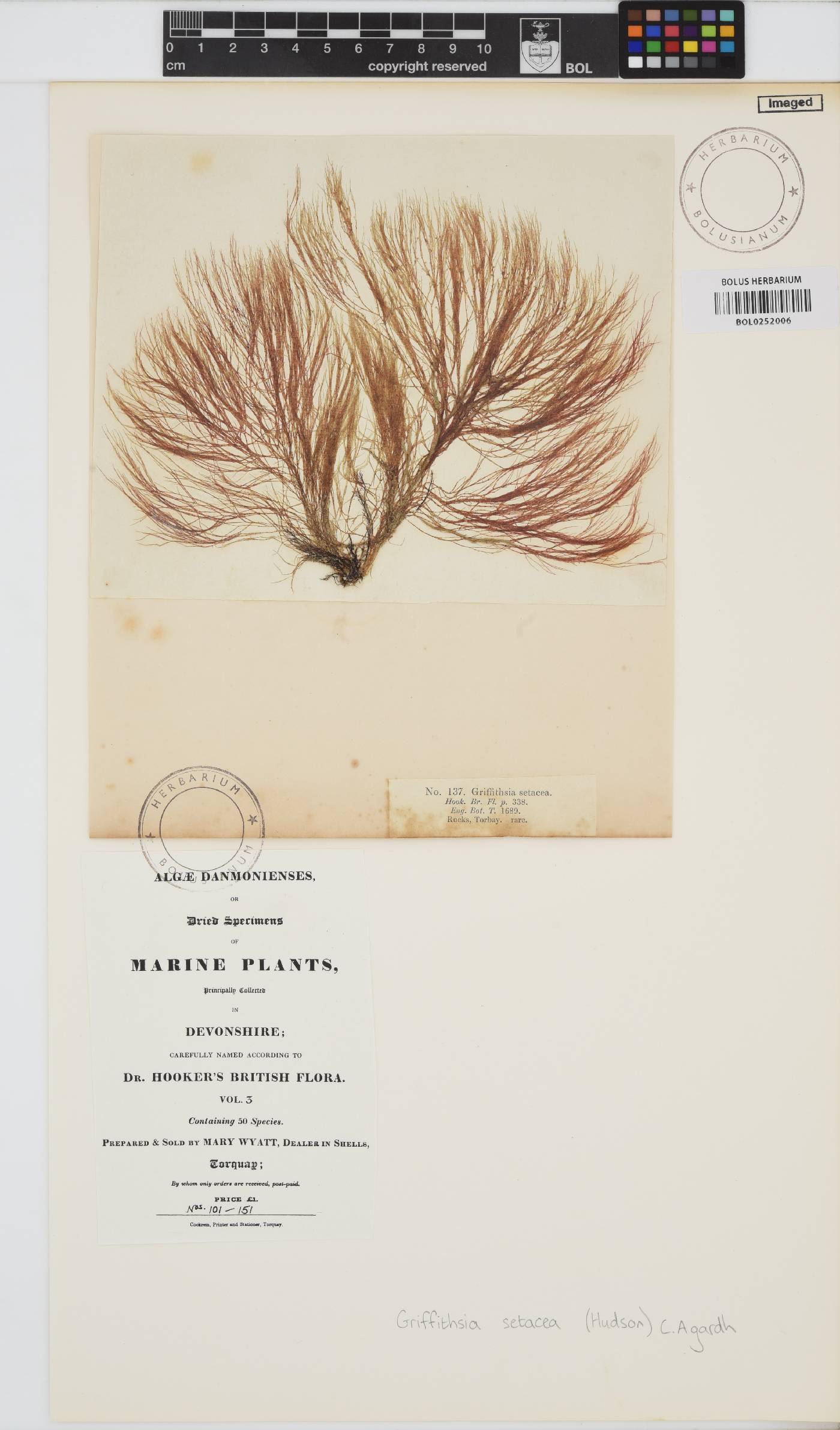 Halurus flosculosus image