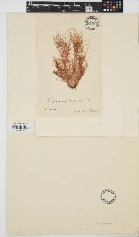 Image of Macrothamnion pellucidum