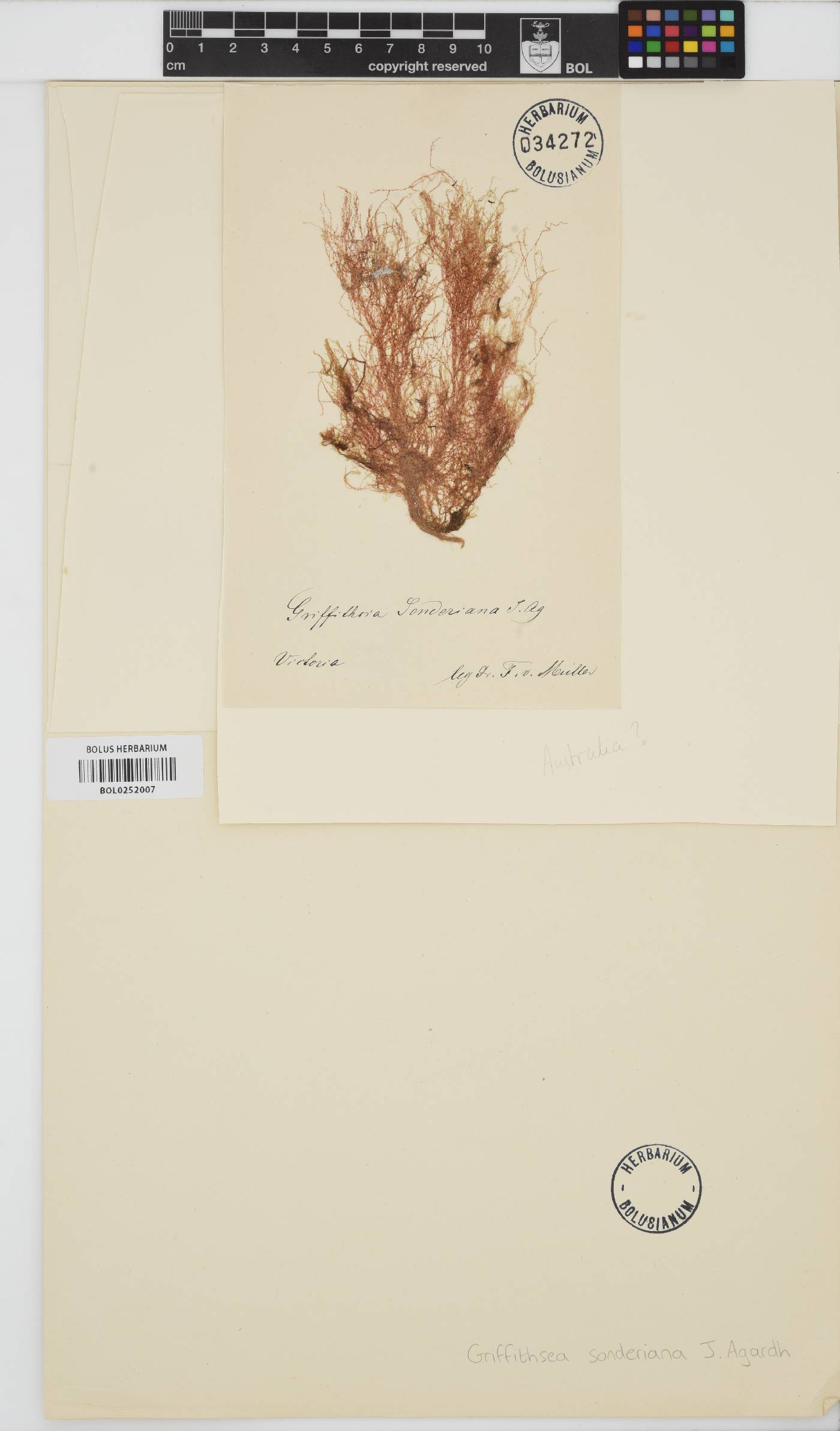 Macrothamnion image