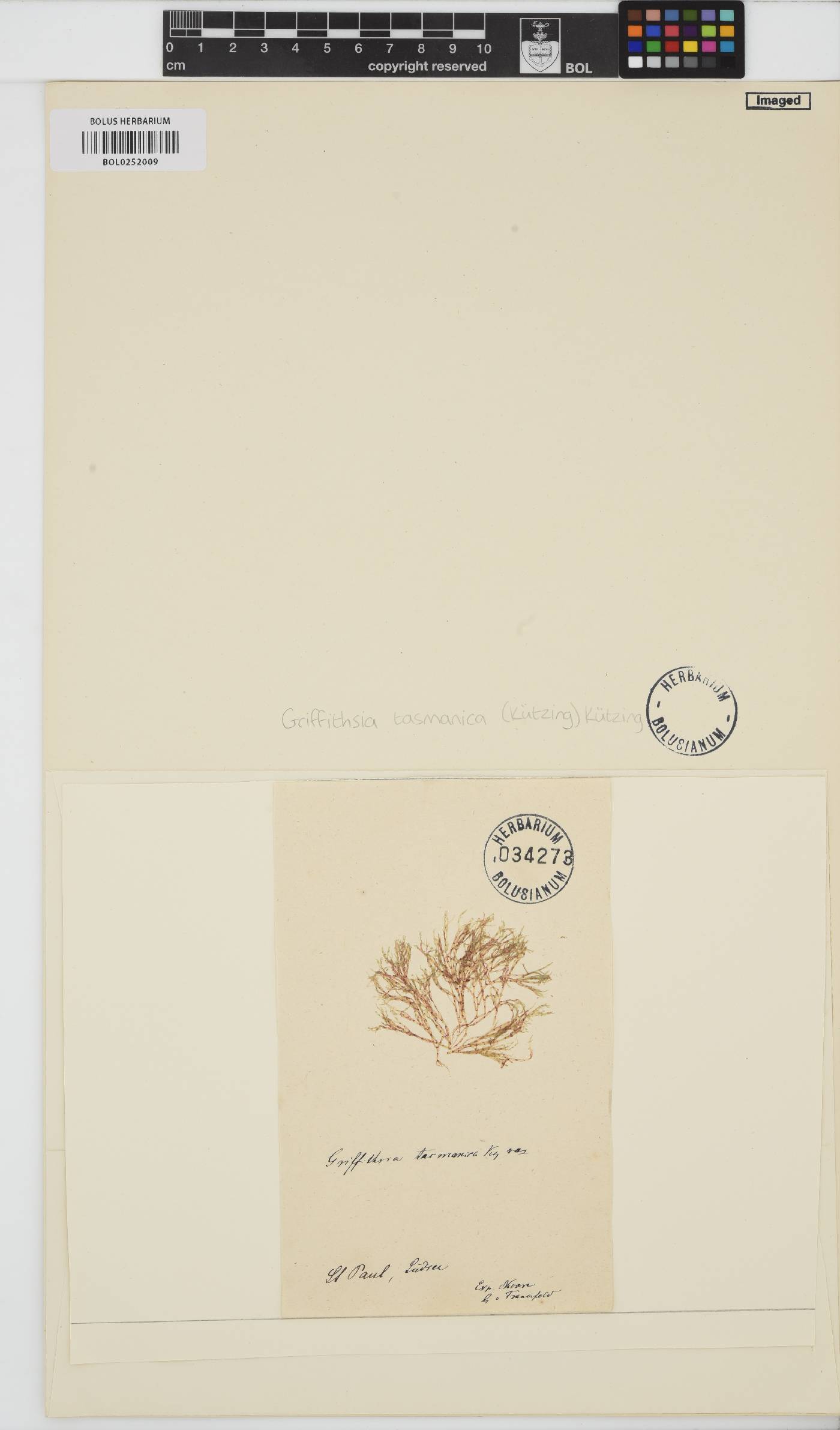 Griffithsia crassiuscula image