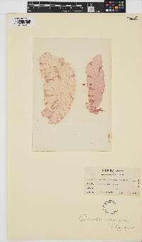 Grinnellia americana image