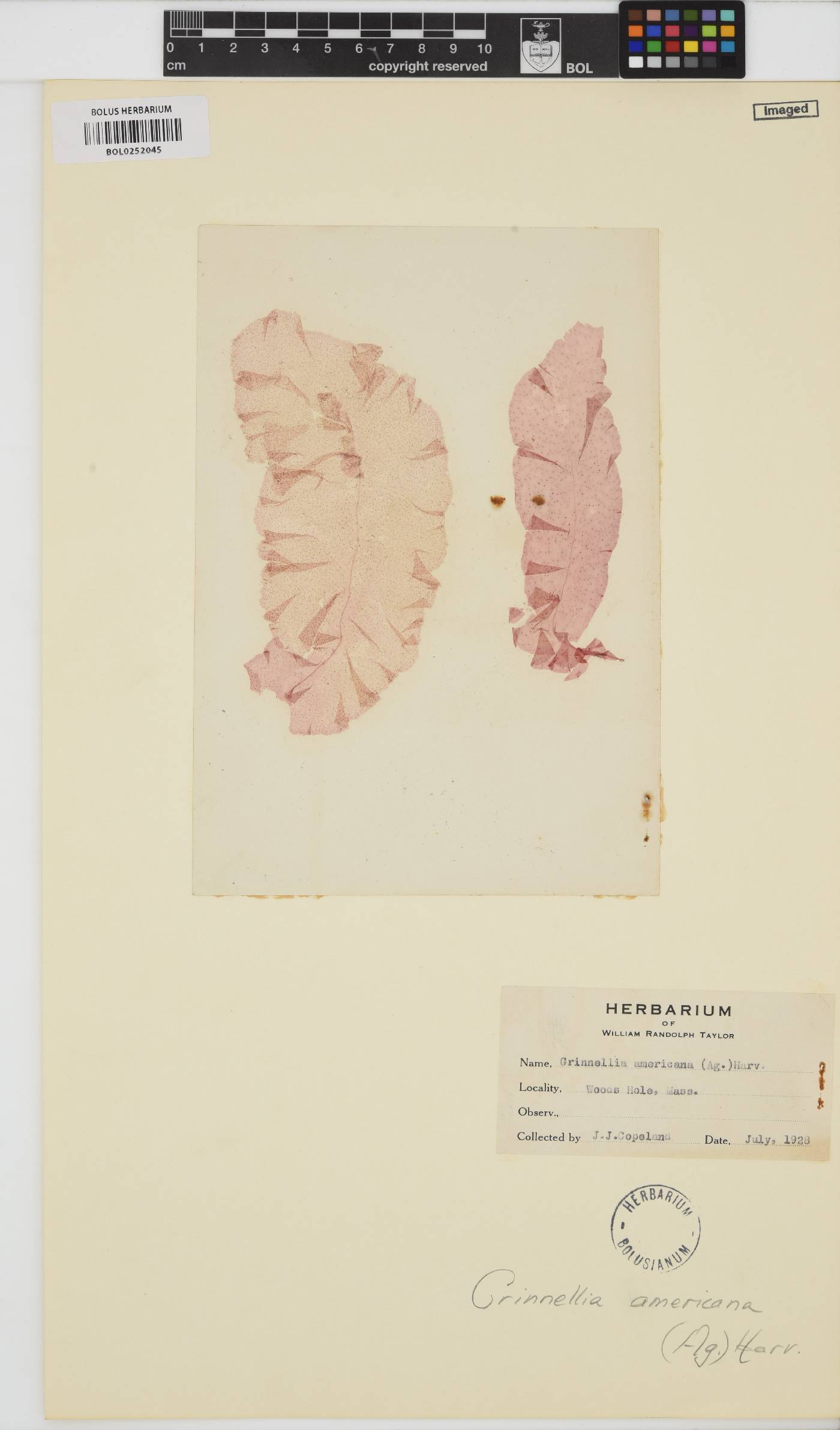 Grinnellia americana image