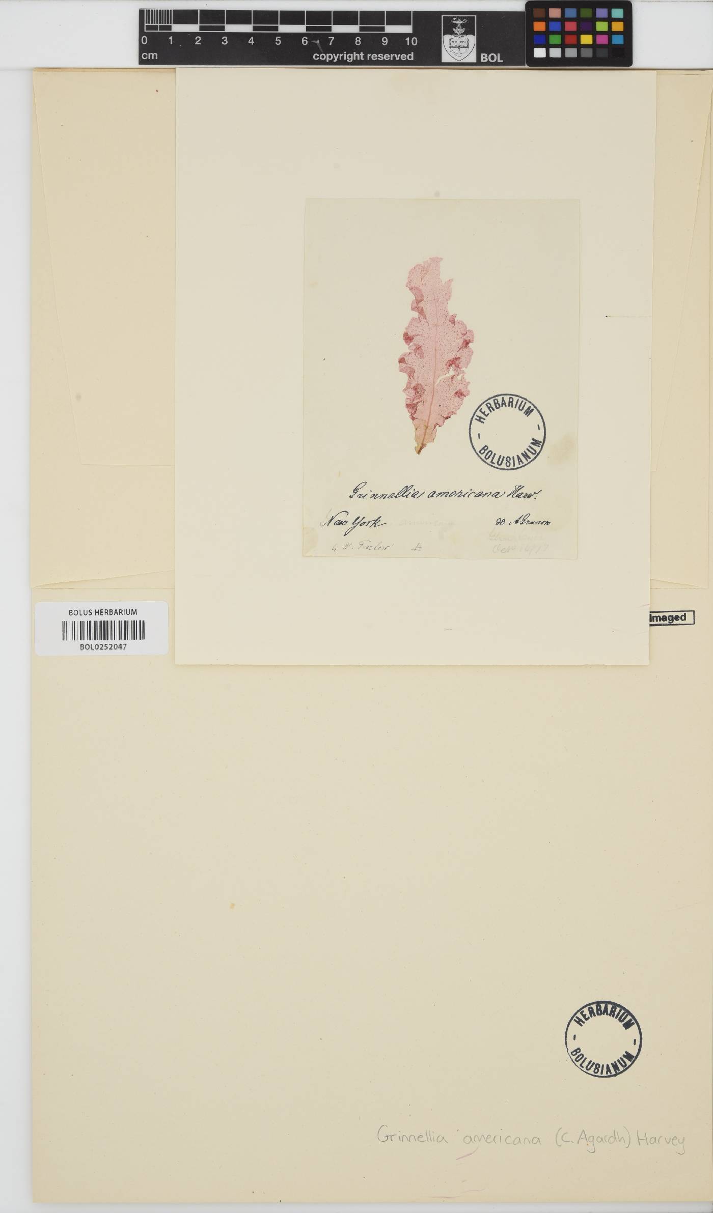 Grinnellia image