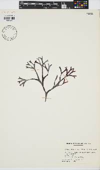 Image of Fredericqia chiton