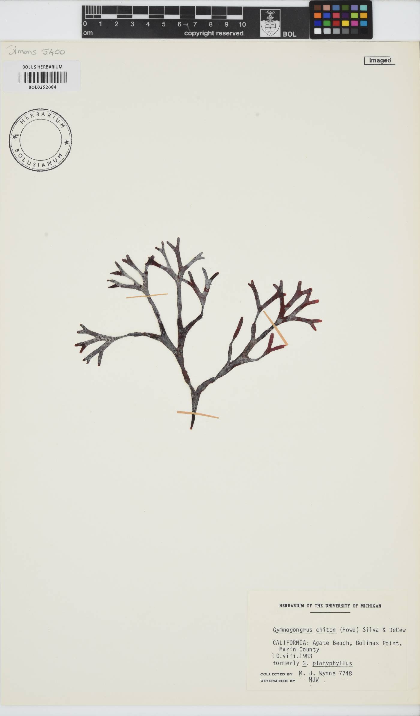 Fredericqia chiton image