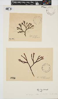 Fredericqia chiton image