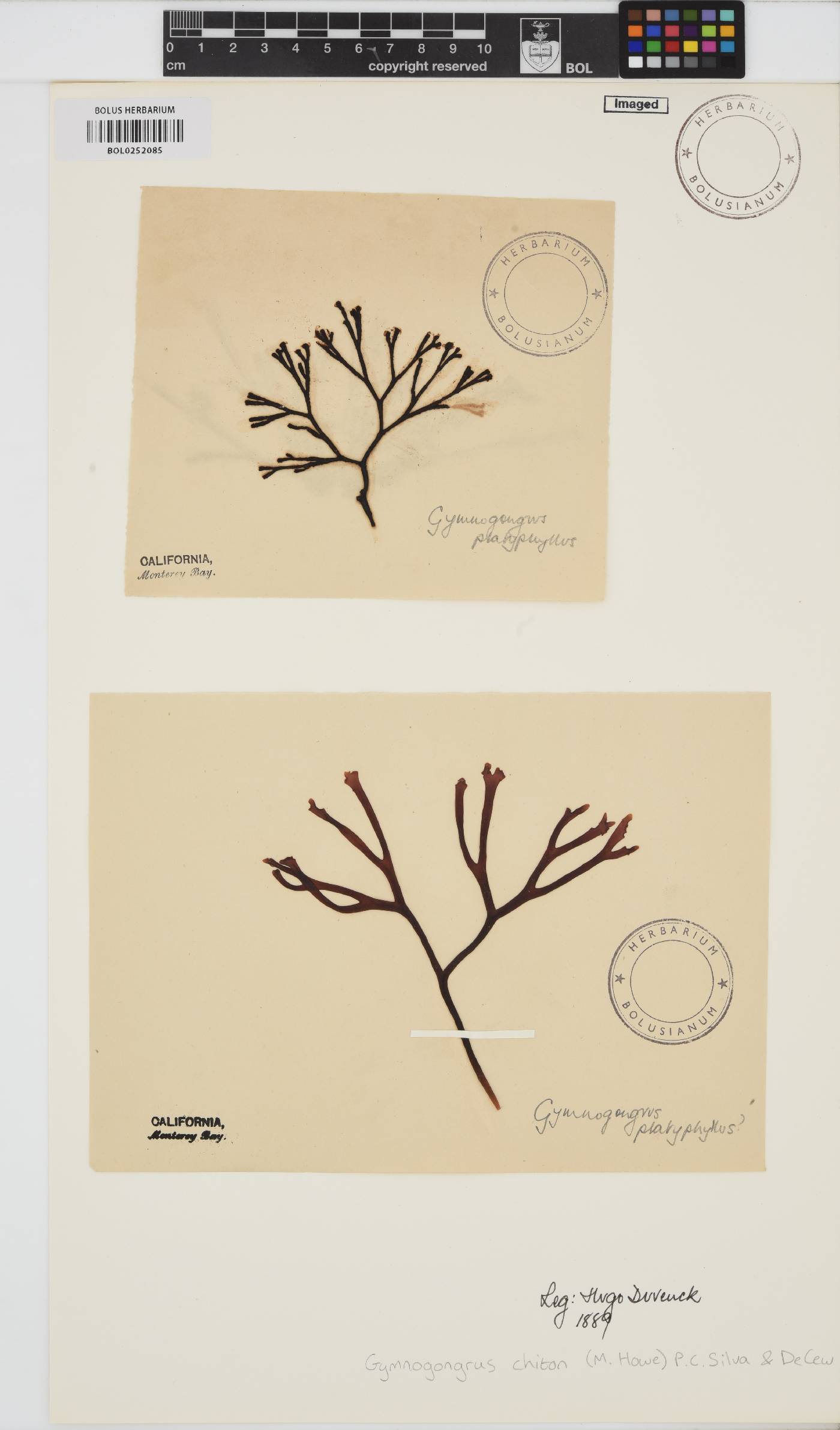 Fredericqia chiton image