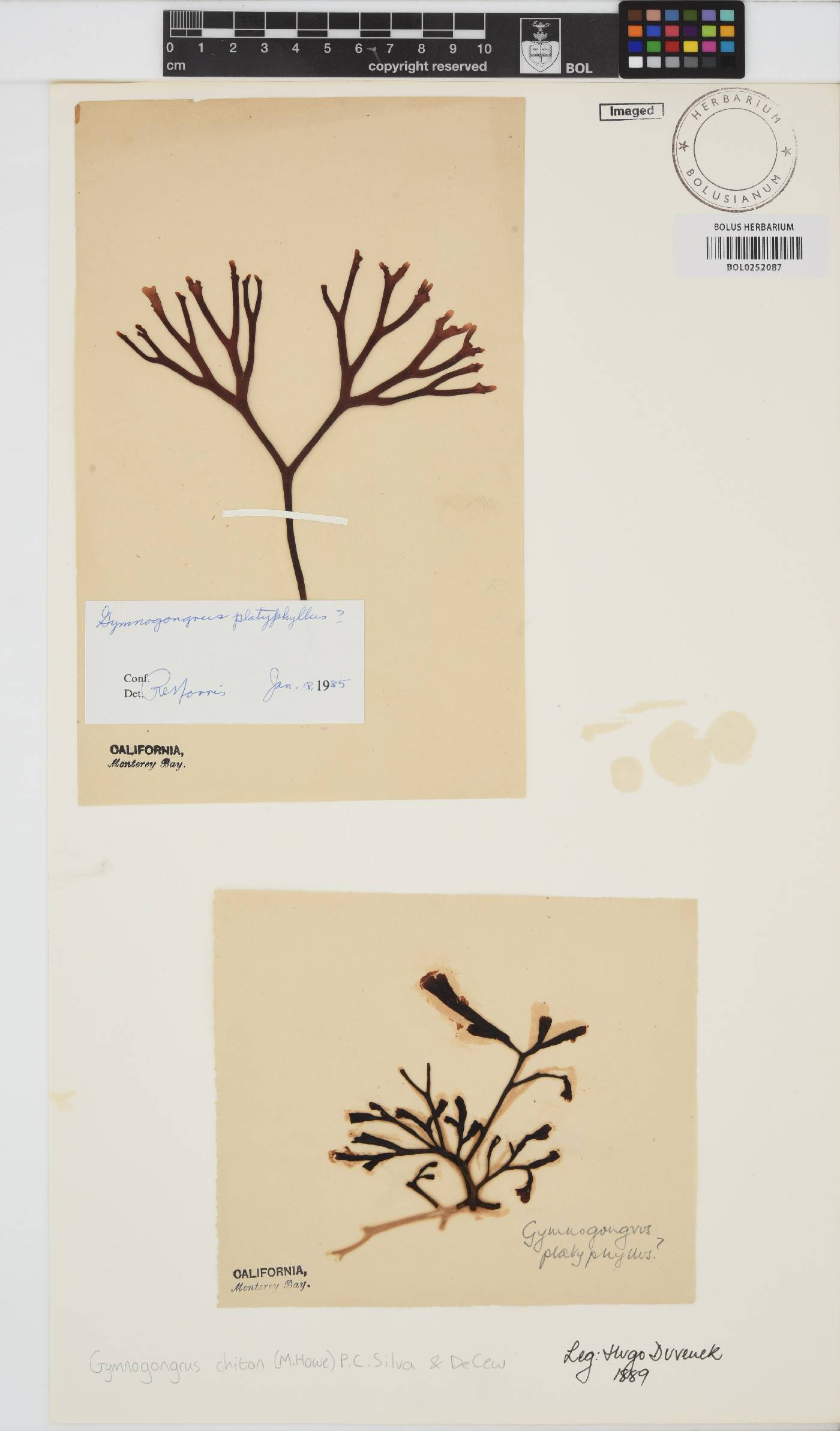 Fredericqia image
