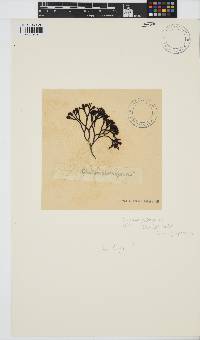 Ahnfeltiopsis complicata image