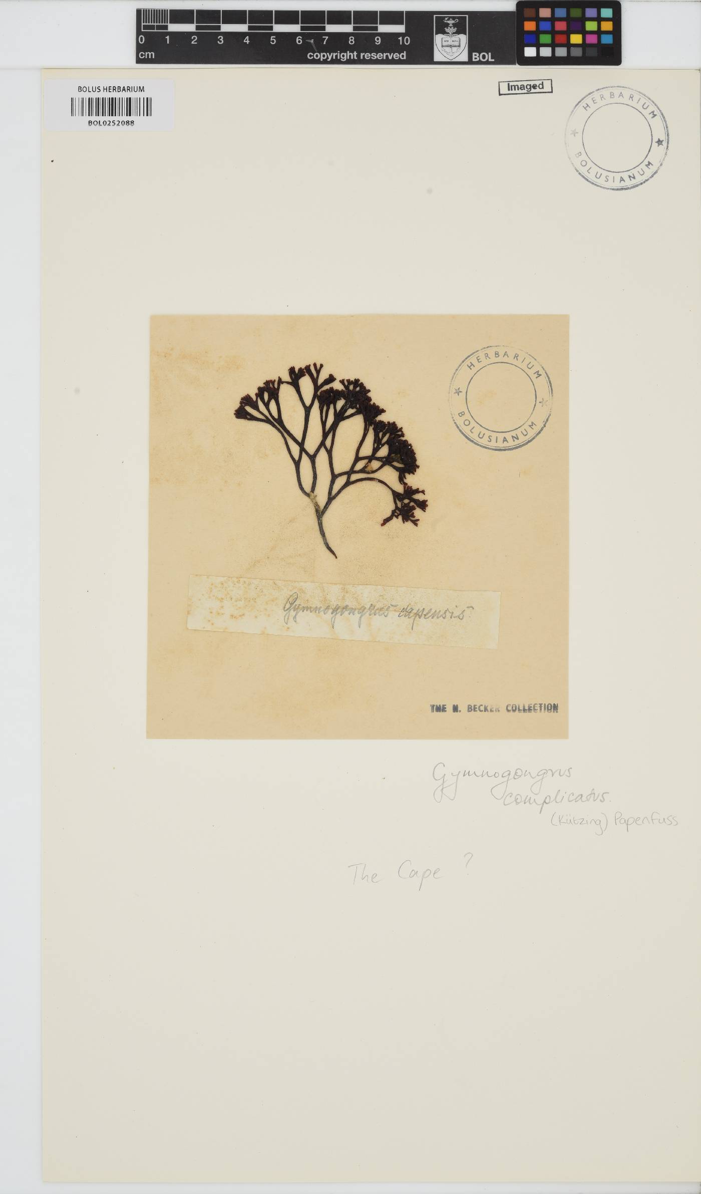 Ahnfeltiopsis complicata image