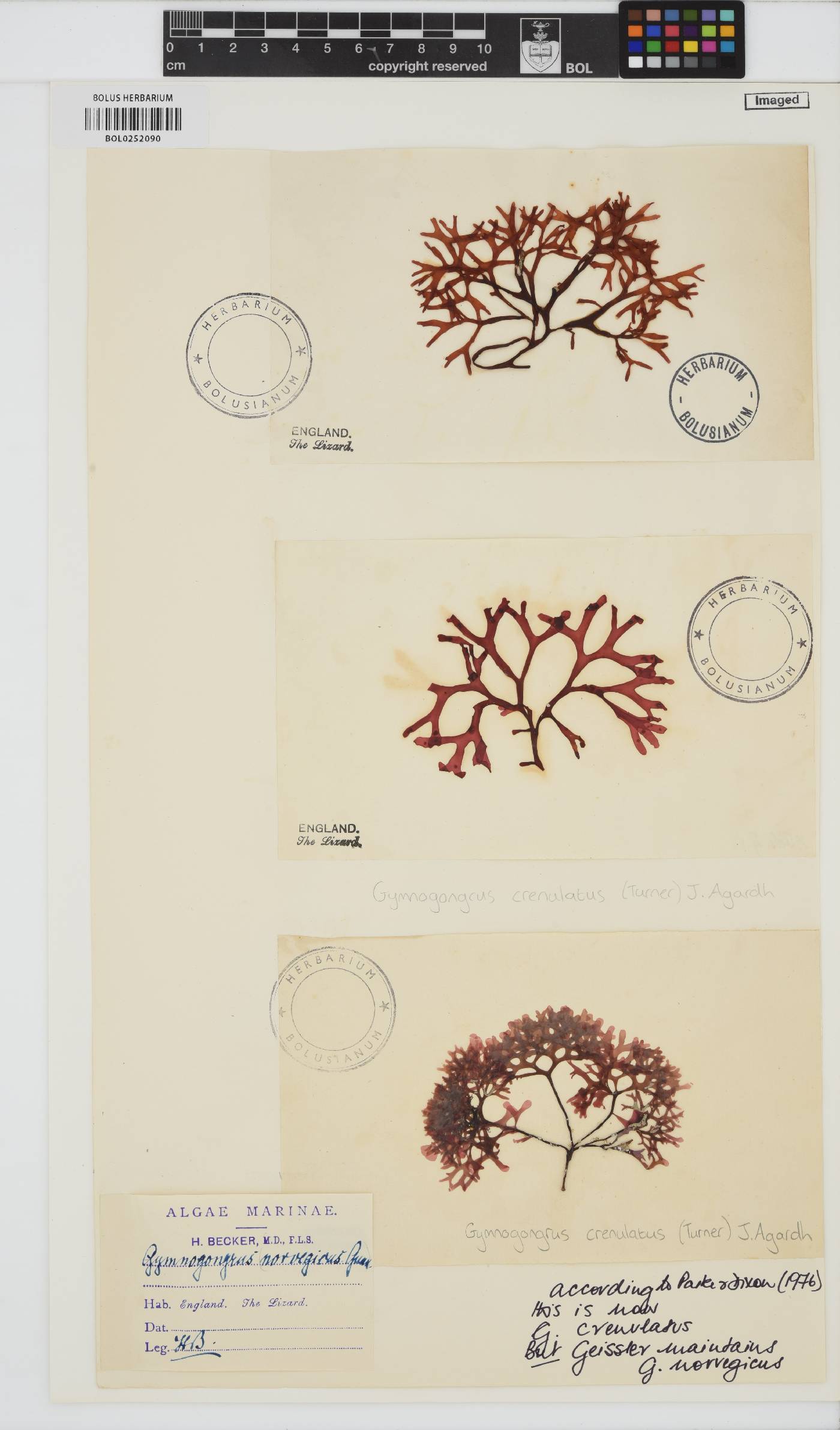 Gymnogongrus image