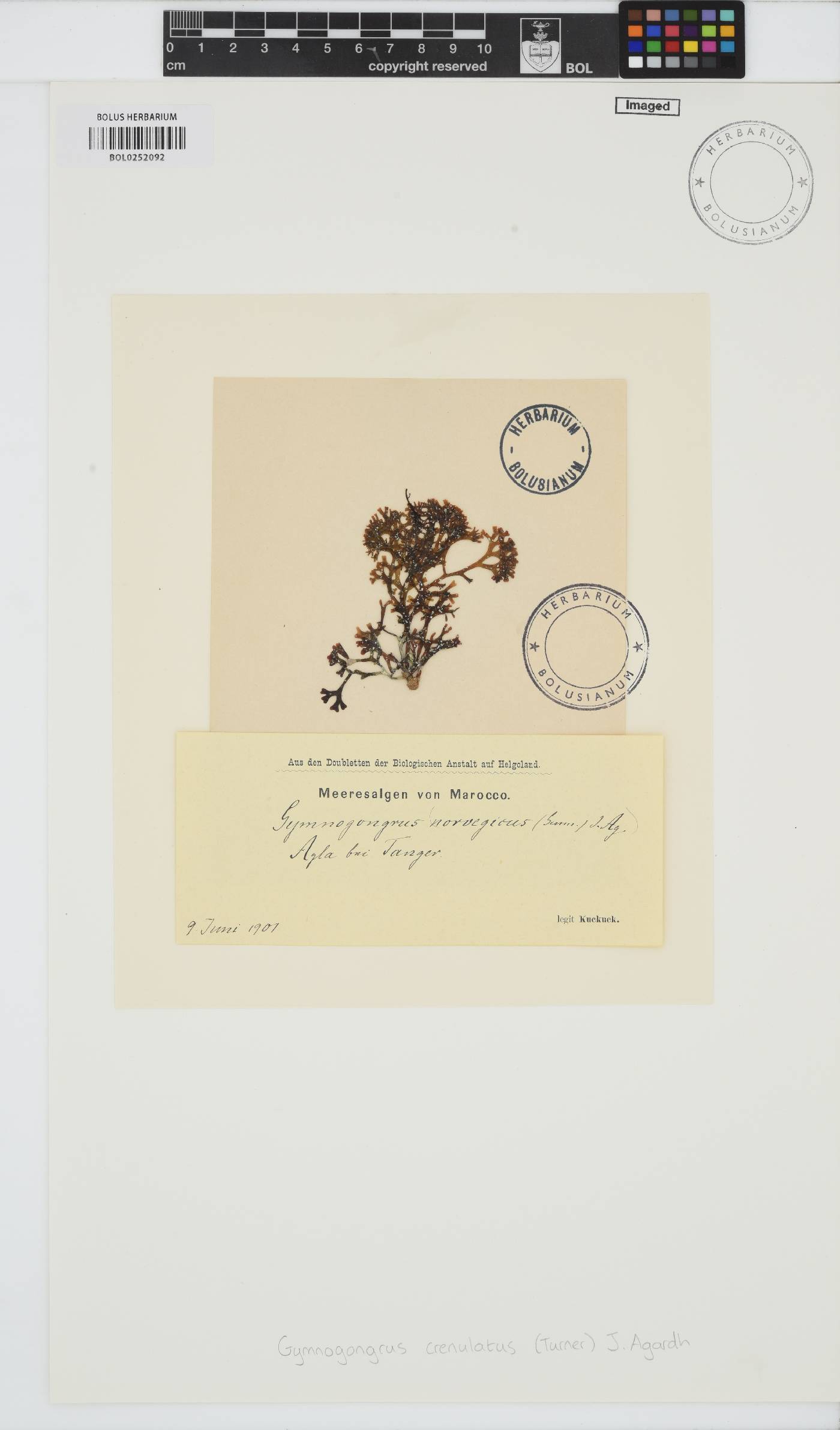 Gymnogongrus crenulatus image