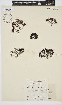 Ahnfeltiopsis complicata image