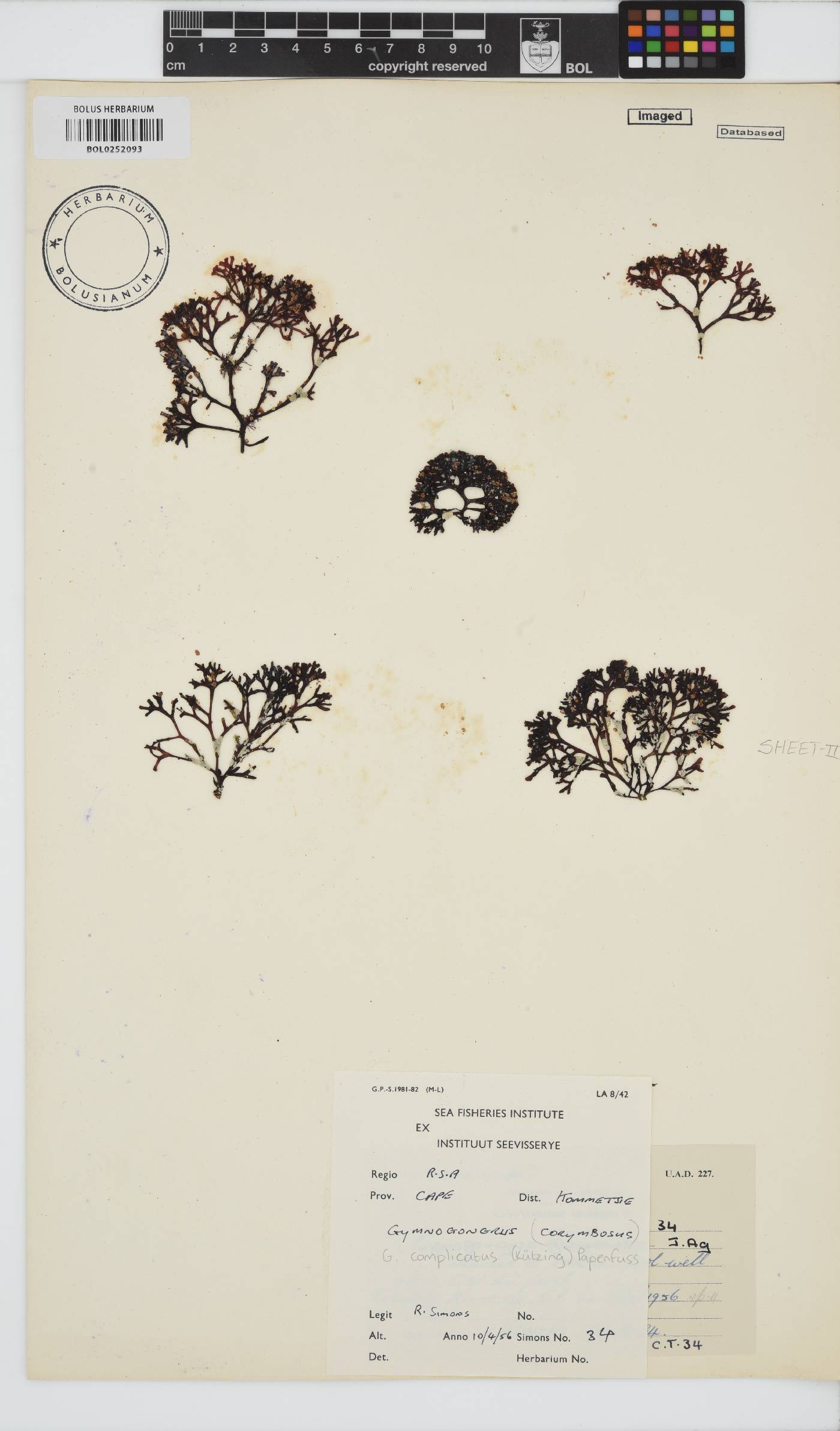 Ahnfeltiopsis complicata image