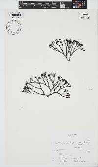 Ahnfeltiopsis complicata image
