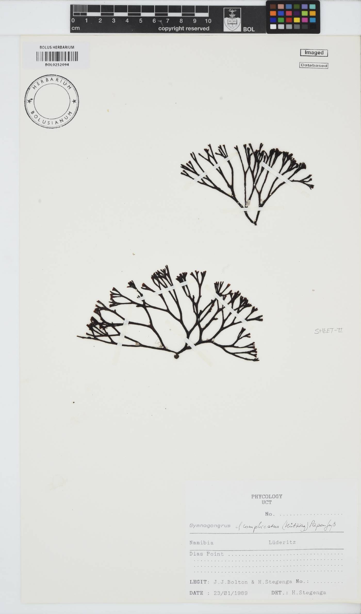 Ahnfeltiopsis complicata image