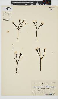Ahnfeltiopsis complicata image