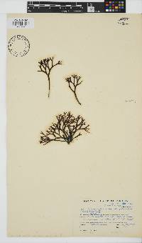 Ahnfeltiopsis complicata image