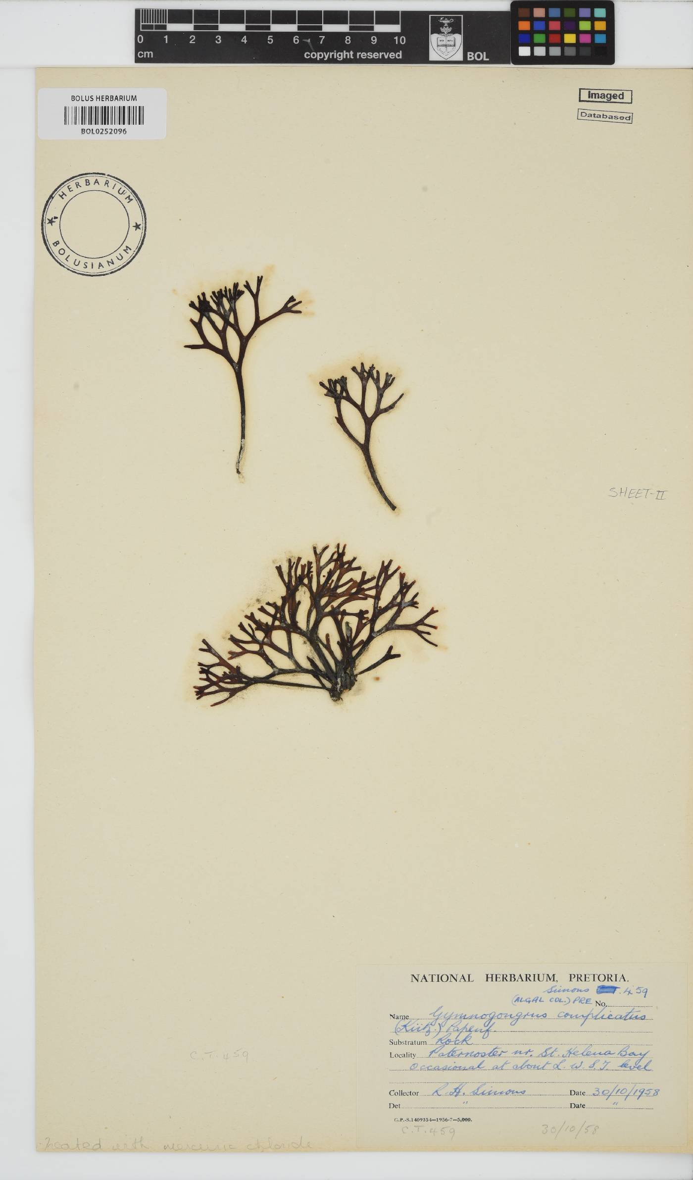 Ahnfeltiopsis complicata image