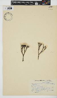 Ahnfeltiopsis complicata image