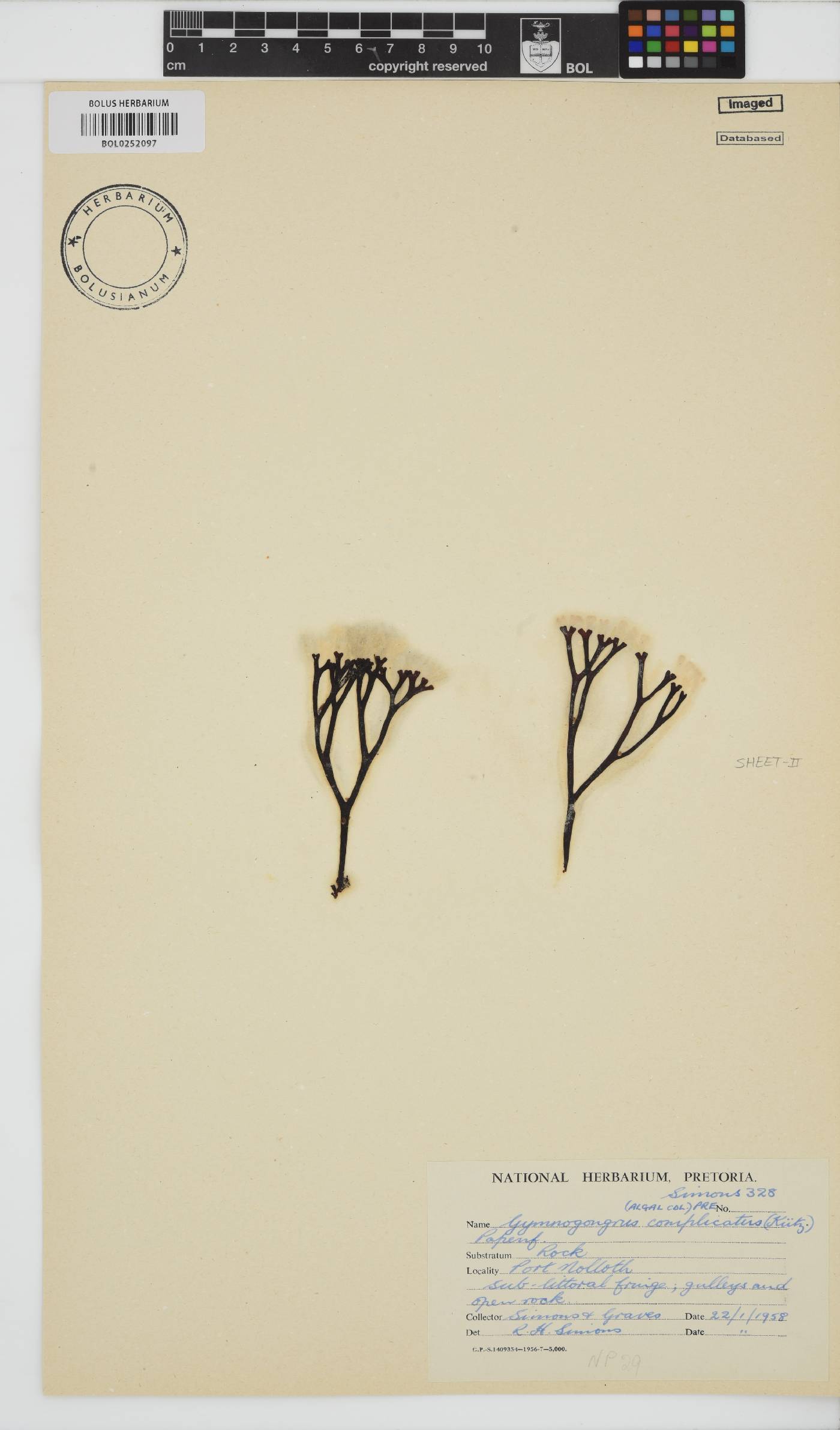 Ahnfeltiopsis complicata image