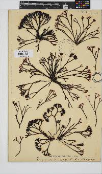 Ahnfeltiopsis complicata image