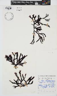 Gymnogongrus dilatatus image