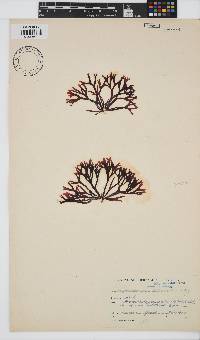Ahnfeltiopsis glomerata image