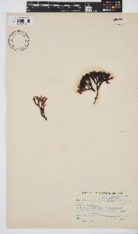 Ahnfeltiopsis glomerata image