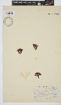 Ahnfeltiopsis glomerata image
