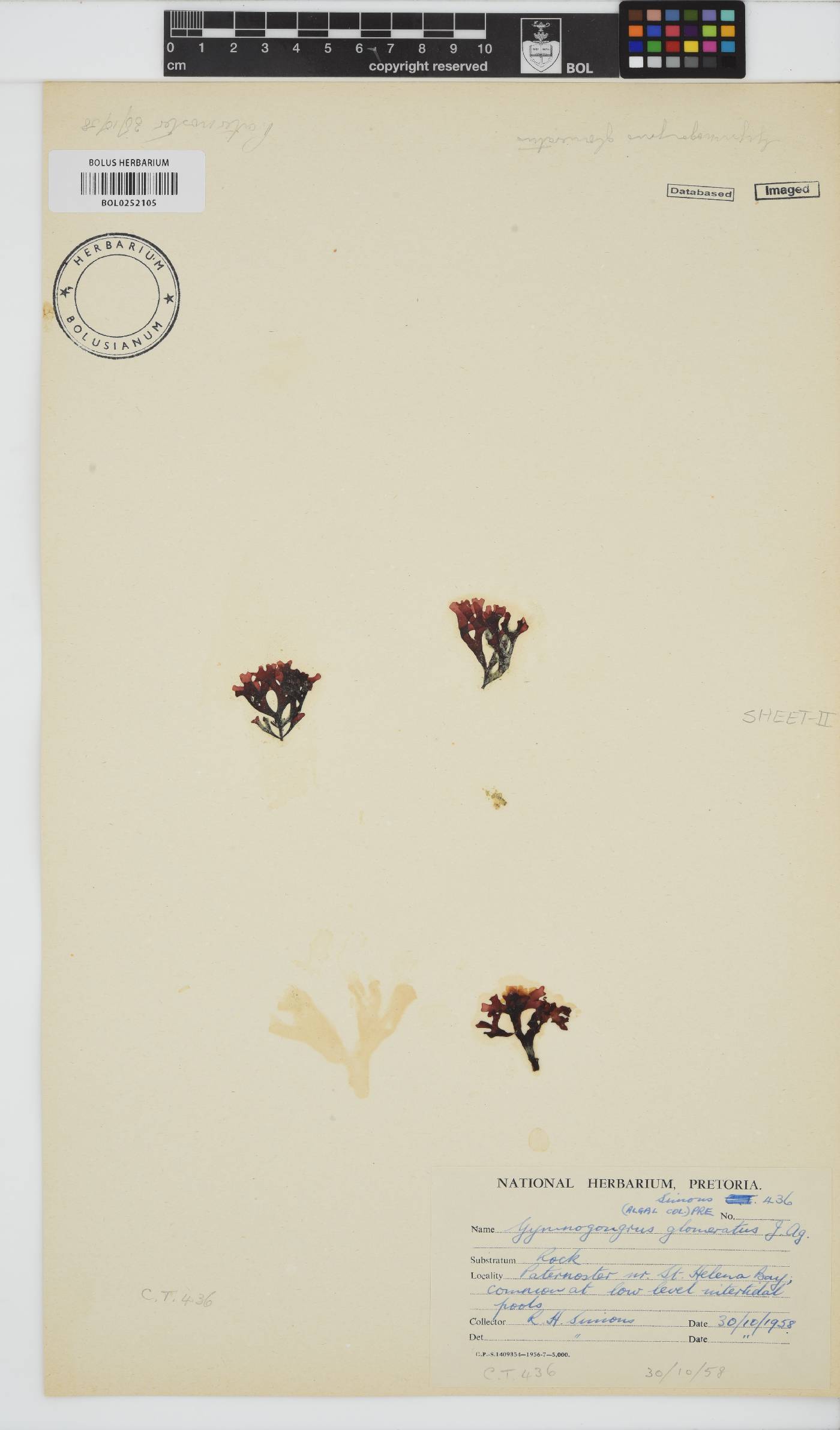 Ahnfeltiopsis glomerata image