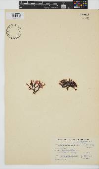Ahnfeltiopsis glomerata image