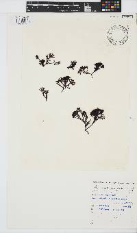 Ahnfeltiopsis glomerata image
