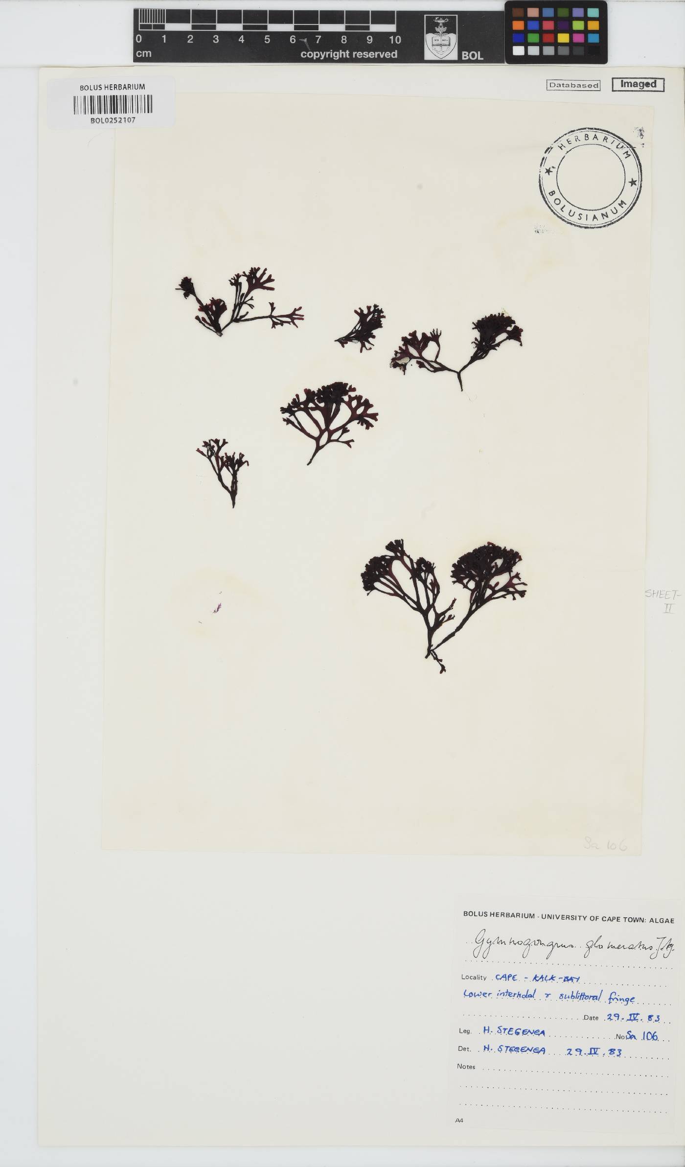 Ahnfeltiopsis glomerata image