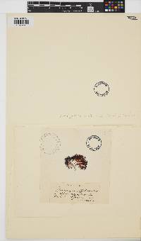 Gymnogongrus griffithsiae image