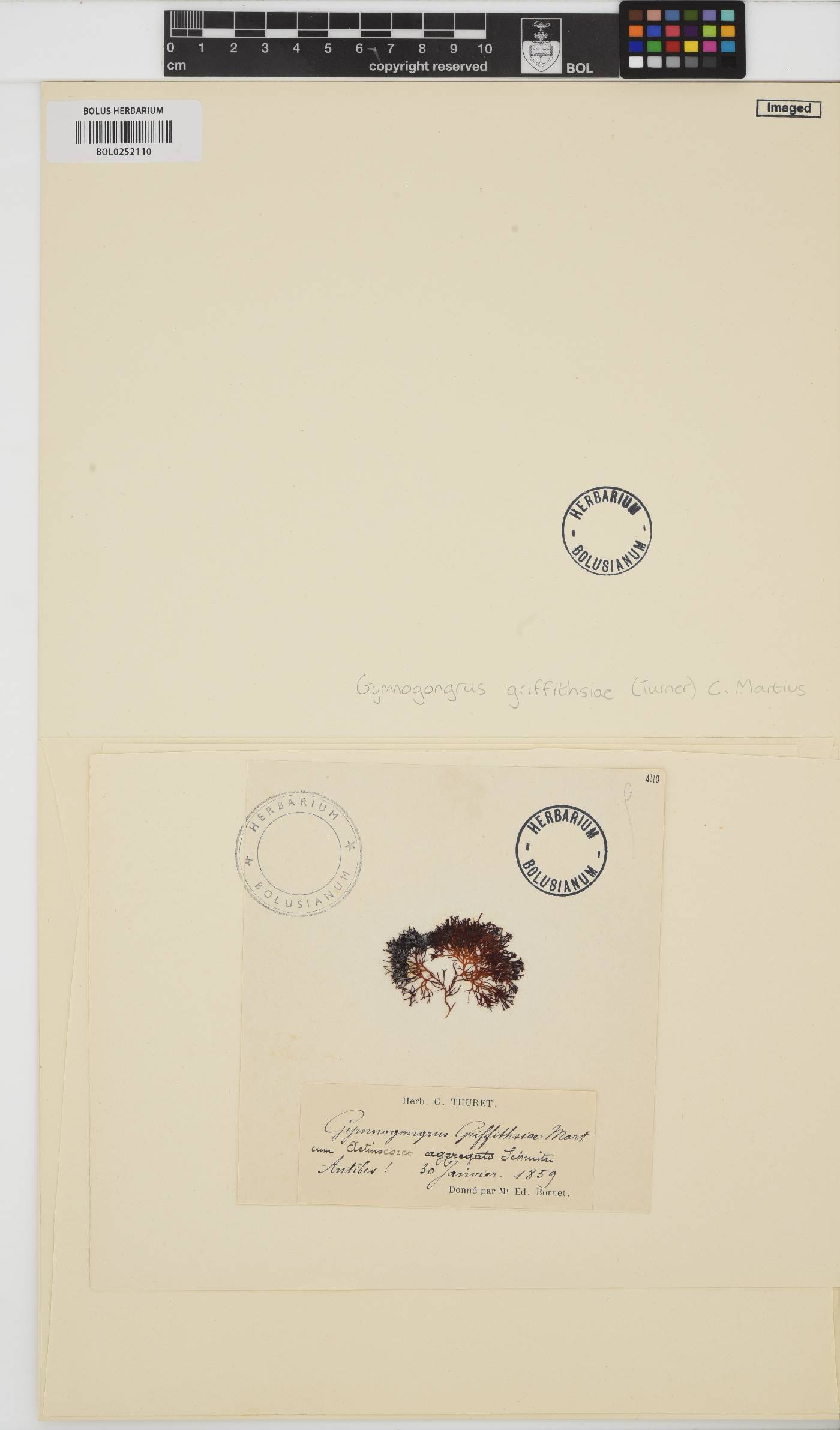 Gymnogongrus griffithsiae image